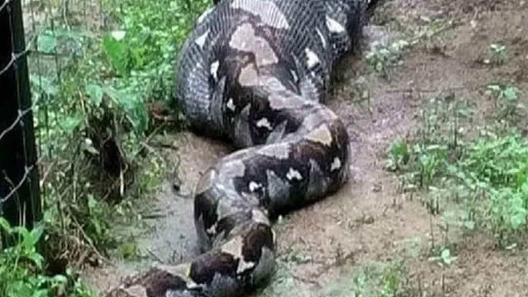 بعد اختفائها 24 ساعة.. العثور على إمرأة "في بطن ثعبان"