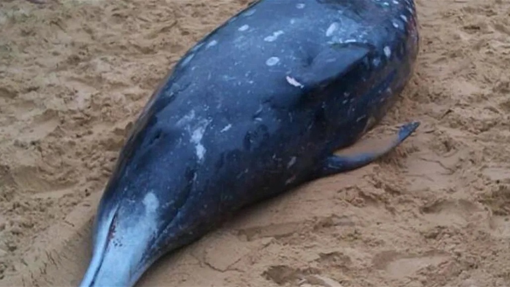 العثور على حيوان هو الأندر في العالم