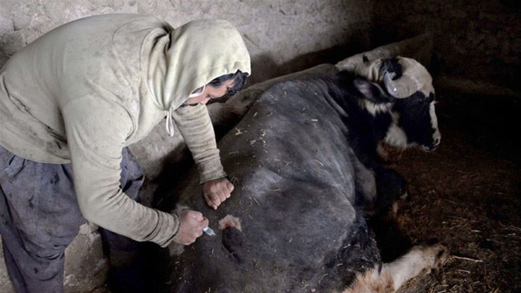 تستمر 30 يوماً.. حملة تلقيح وقائية للحد من الحمى القلاعية في العراق