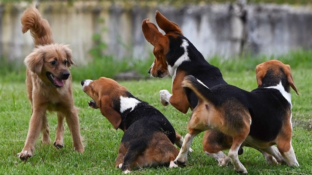 اليوم العالمي لـ"الكلب".. أوفى صديق للإنسان وإليكم ما لا يعرفه الكثيرون