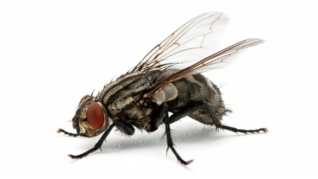 "يتقيأ على طعامك".. ماذا يفعل الذباب داخل المنازل؟