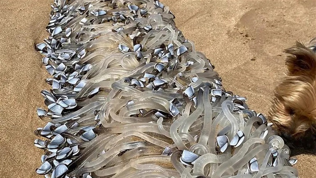 كائن غريب في أحد شواطئ أستراليا.. ما القصة؟