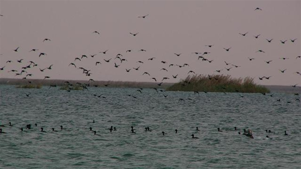 لا توجهوا البنادق.. استنفار في الديوانية لحماية "ضيوف موسميين" في الأهوار