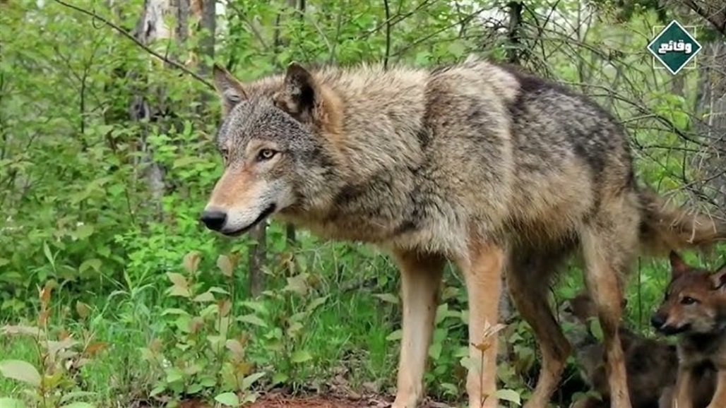 أوروبا تستعد لاتخاذ إجراءات صارمة ضد "الذئاب"