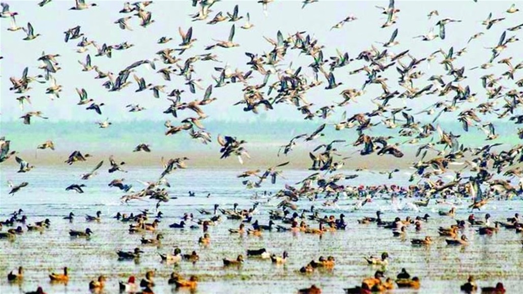 منها "المينا".. حملة في الديوانية لمصادرة طيور مهددة بالانقراض