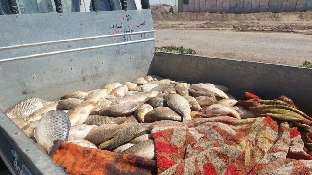 إتلاف نحو 250 كغم من الأسماك التالفة جنوب صلاح الدين (صور)