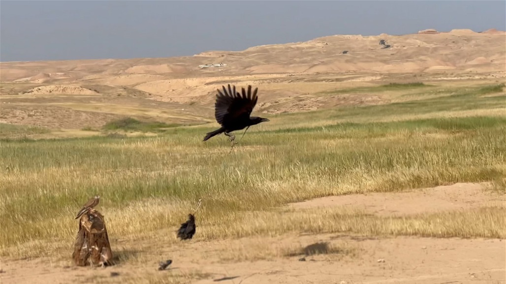 &quot;النوجة&quot;.. تُعيد إحياء تقاليد الصيد النادرة في العراق