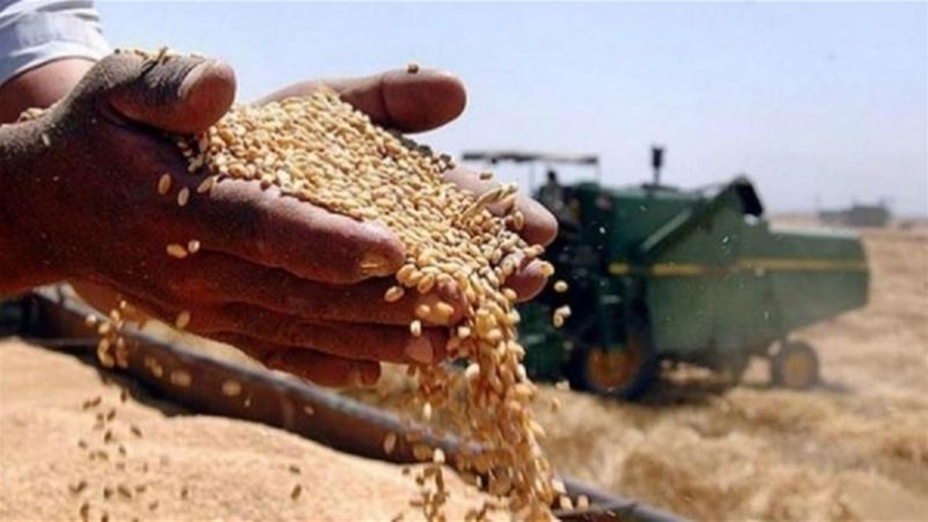 بإنتاج متوقع بـ473 ألف طن.. زراعة واسط تعلن انتهاء اعداد خطة تسويق الحنطة