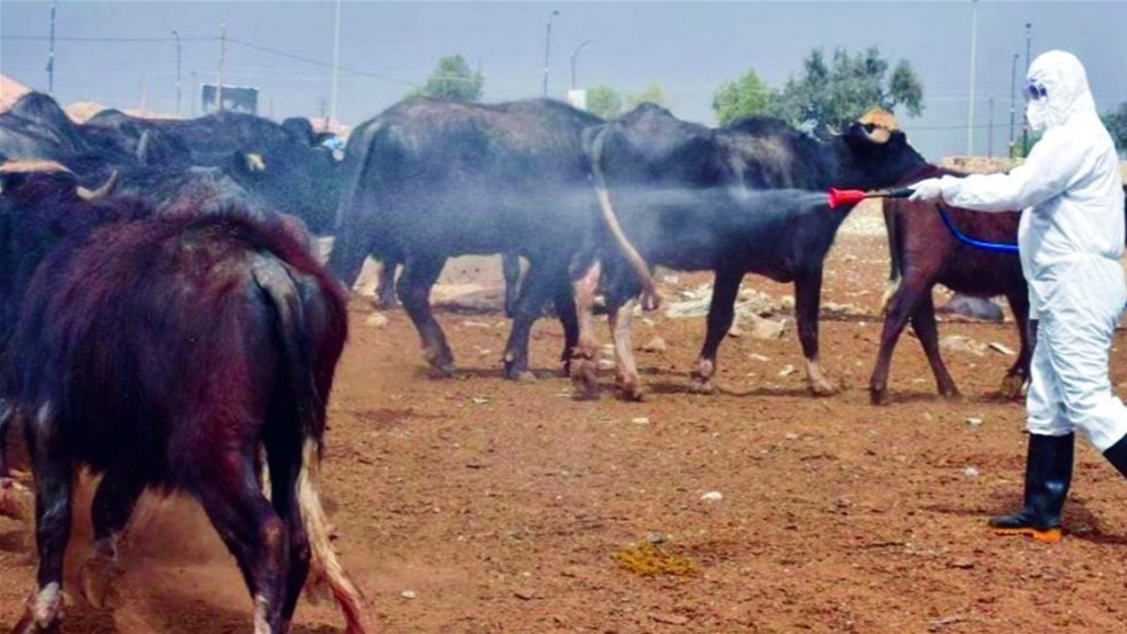 إجراءات جديدة لاحتواء الحمى النزفية في العراق