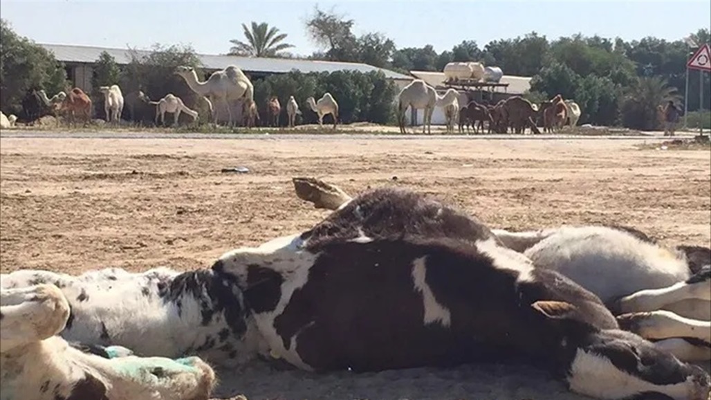 الحمى القلاعية تصل الى الكويت