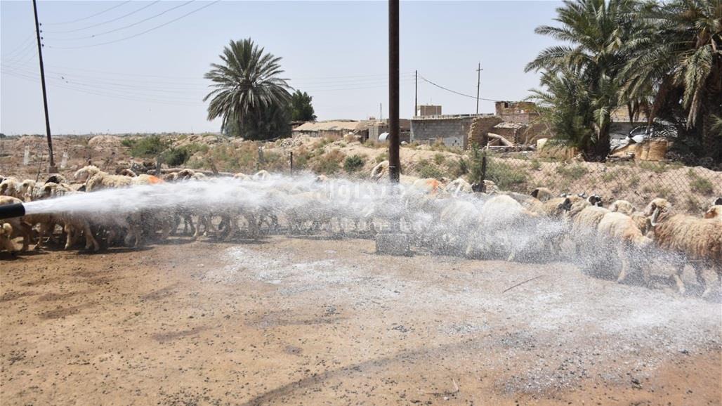 بالصور.. حملة استباقية لمواجهة الحمى النزفية في ميسان