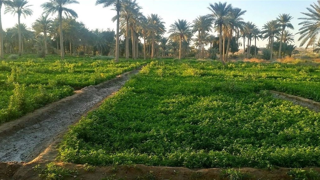 قفزة في صادرات العراق الزراعية خلال 2024