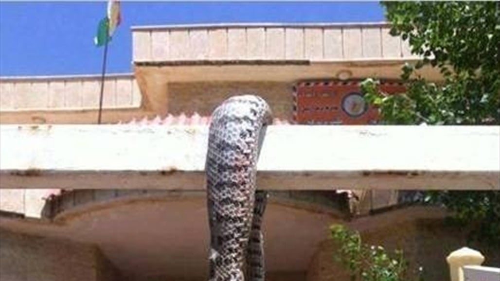 بضمنها &quot;عضات كلاب ولدغات افاعي&quot;.. تسجيل 286 حالة في منطقة واحدة بالعراق