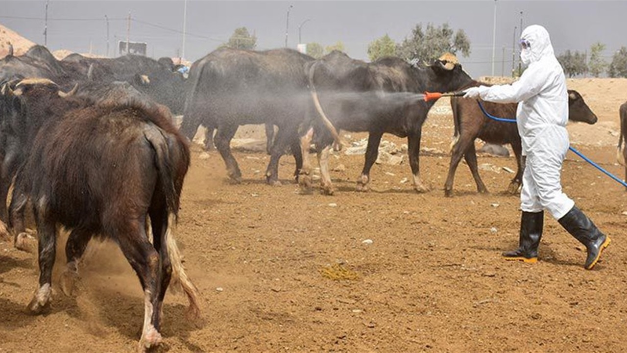 بالأرقام.. الصحة تكشف عبر السومرية إحصائيات الحمى النزفية في عموم العراق