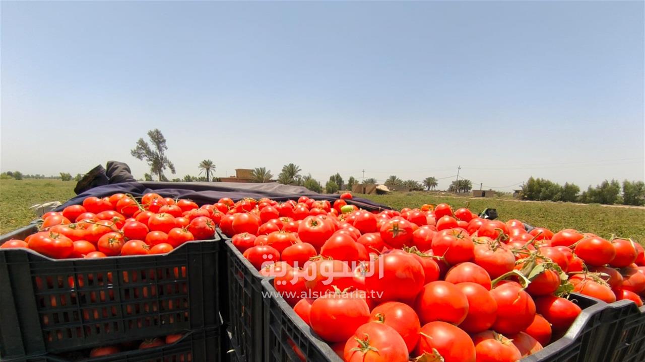 50 كغم بسبعة آلاف دينار.. فلاح يكشف لـ السومرية معاناته من بيع الطماطم
