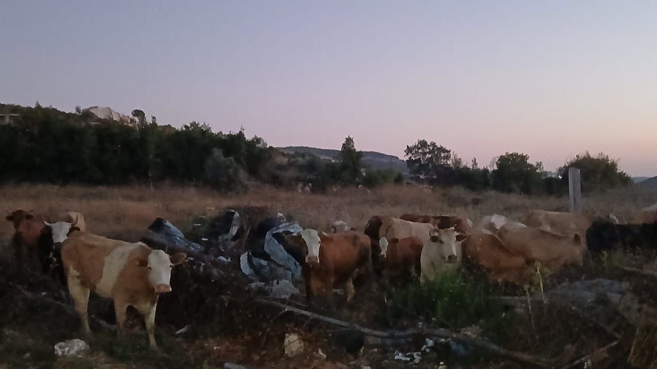أبقار إسرائيلية في جنوب لبنان وتحذيرات من الاقتراب منها 