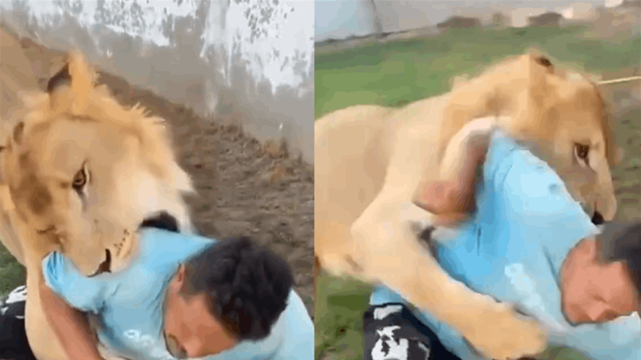 عقب مشاهد أثارت غضبا عارما.. عامل مصري يوضح تفاصيل فيديو الأسد في ليبيا