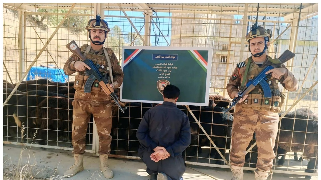 البصرة.. الاطاحة بمتهمين حاولا ادخال قطيع ماشية بطريقة غير شرعية 