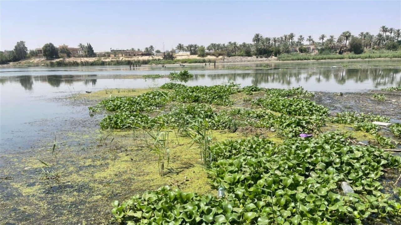 ذي قار.. حملة لتطهير الفرات من &quot;زهرة النيل&quot;