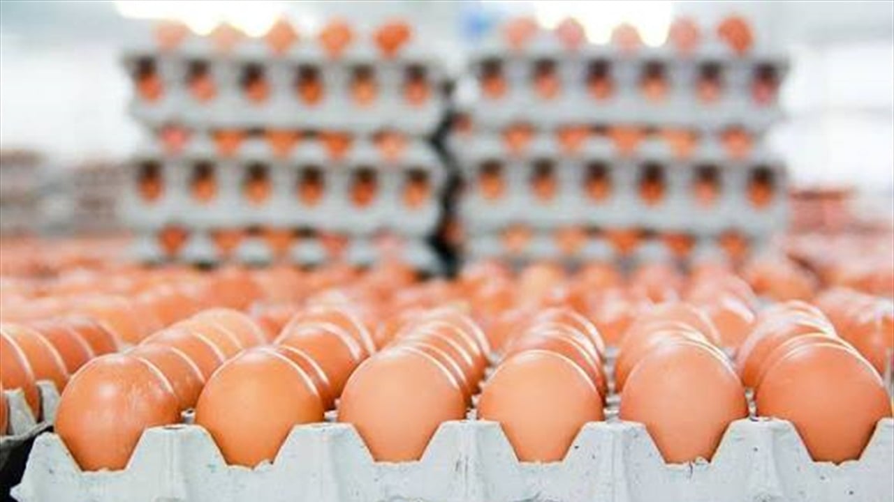 بسبب احتكار تجار.. عودة أسعار البيض الى سابقها