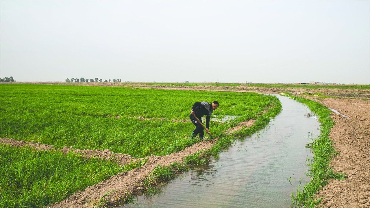 كركوك تعتمد خطة زراعية شتوية بـ400 ألف دونم فقط بسبب شح المياه