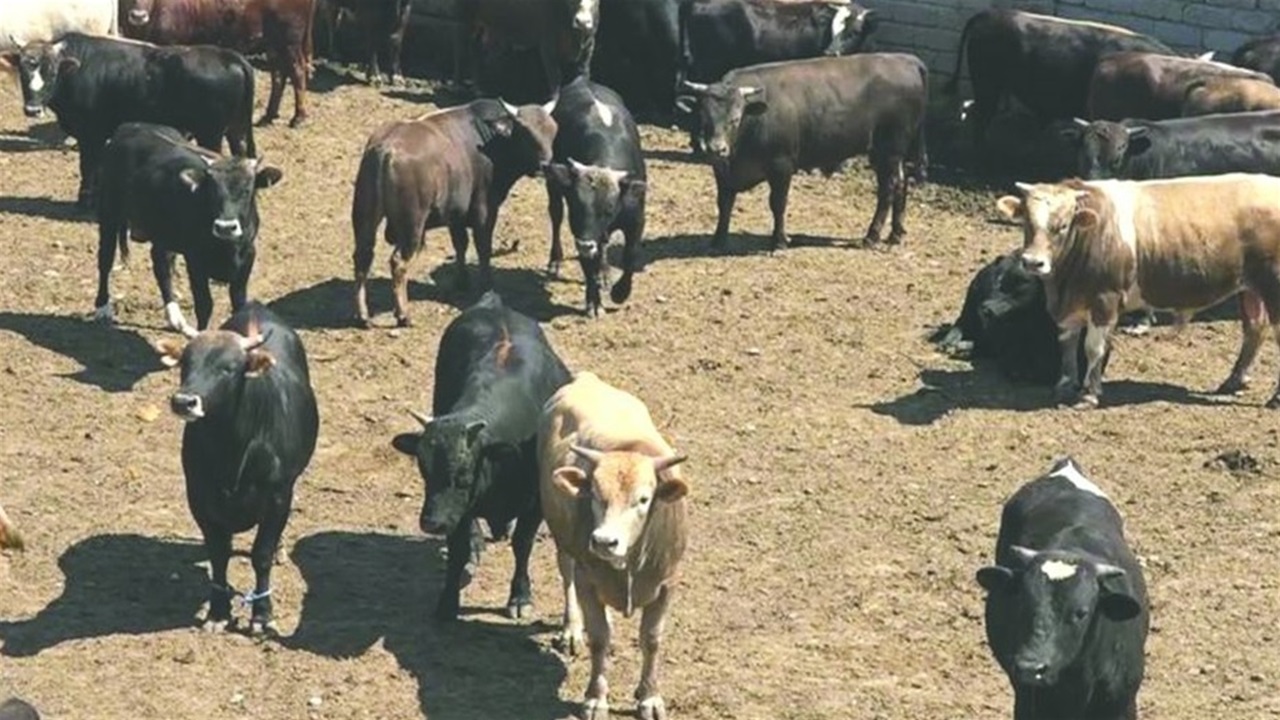 17 كيلوغراماً سنوياً.. متوسط حاجة المواطن العراقي من اللحوم الحمراء