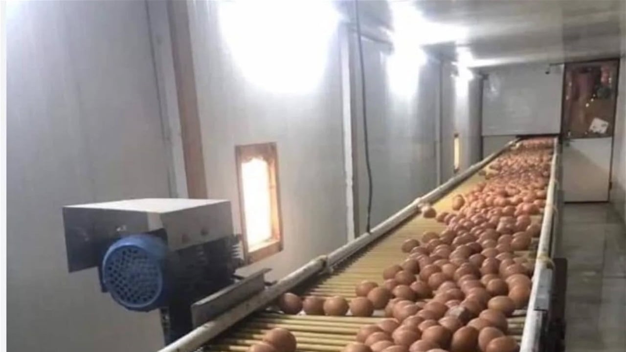 البصرة تنتج أكثر من 27 مليون بيضة خلال شهر