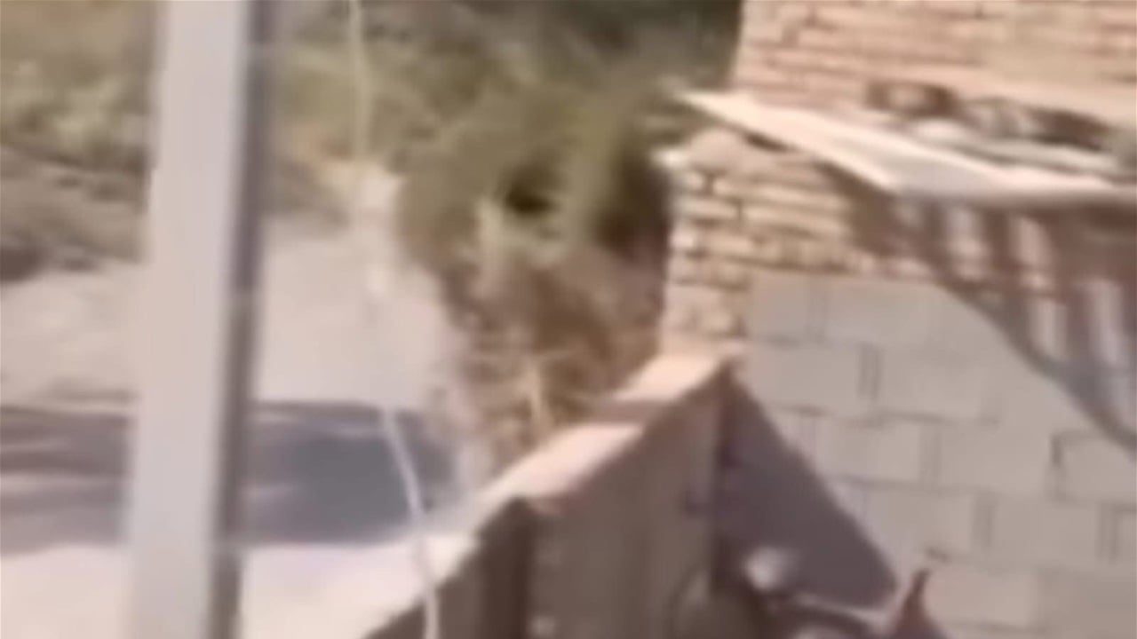 ما حقيقة الفيديو المنتشر حول تعنيف رجل لوالده داخل المنزل؟ 