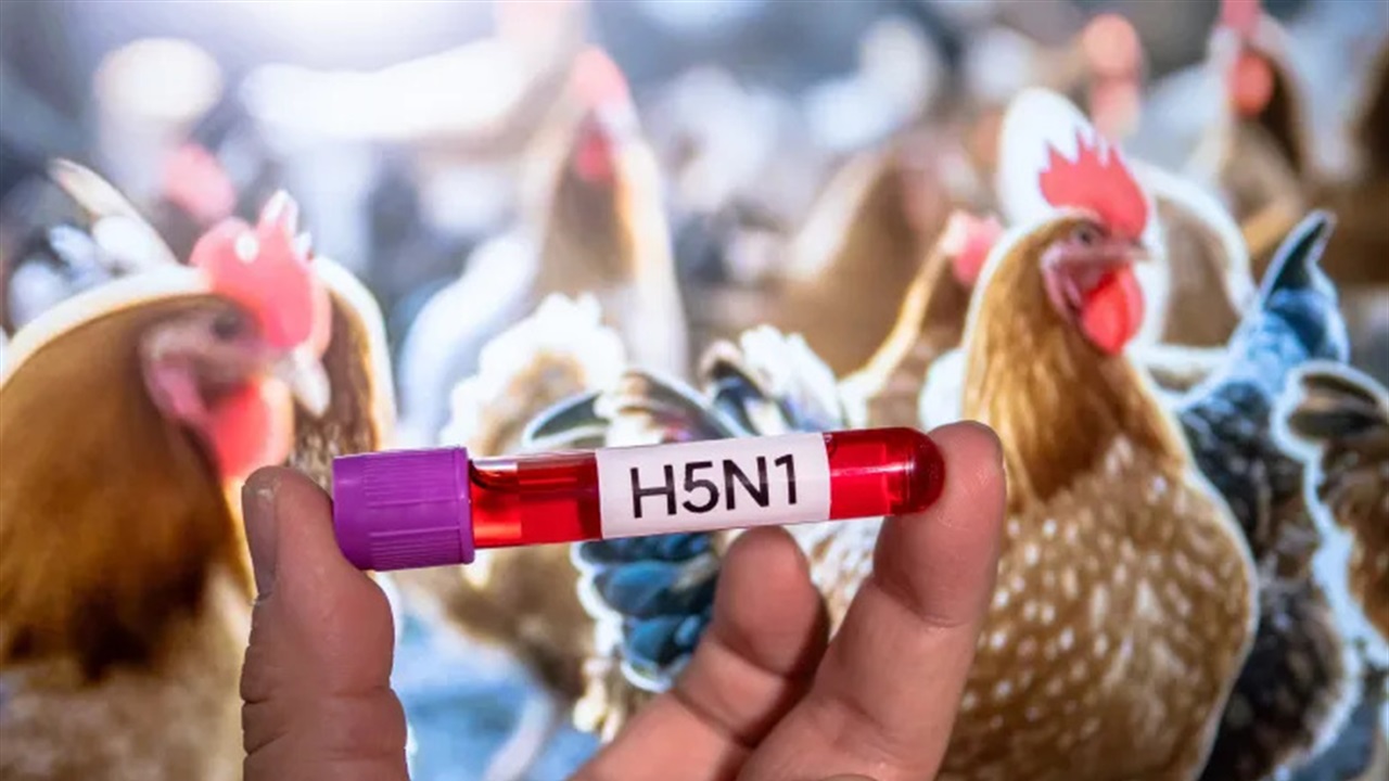 قلق بعد تسجيل وفاة بإنفلونزا الطيور &quot;إتش5 إن1&quot;.. سلالة جديدة وتكتم خطير 