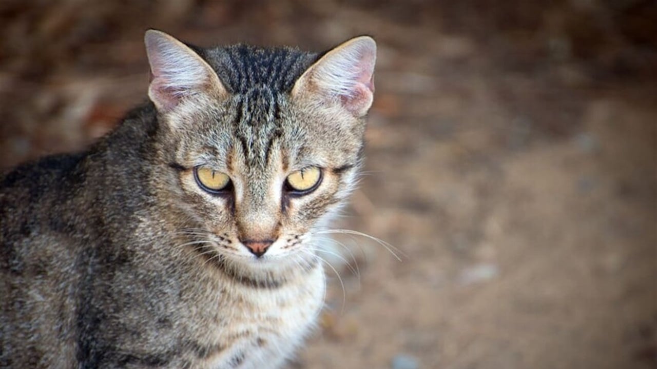 دولة تشن حربا على القطط