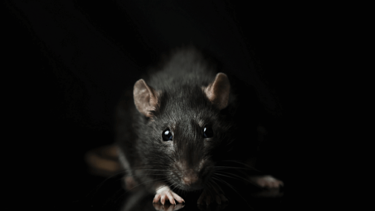 سلوك صادم..  تهديد صحي للبشر بسبب فئران أوروبا 