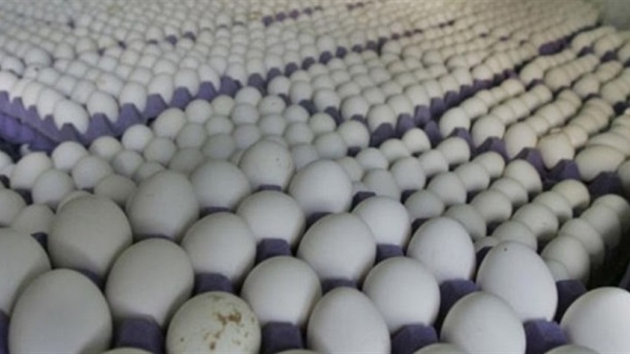 إجراءات حكومية جديدة لمنع التلاعب بأسعار بيض المائدة 