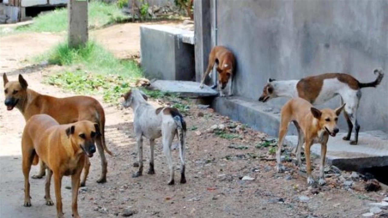 خطر الكلاب السائبة على أهالي البصرة يدخل &quot;الدرجة الحمراء&quot;