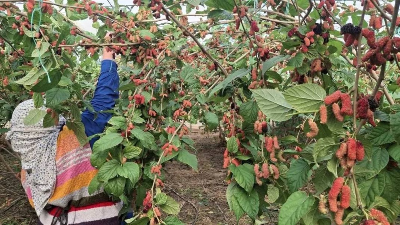 حصاد التوت الأسود انطلق في مرسين التركية.. 70% منه سيتجه للعراق وقطر والامارات