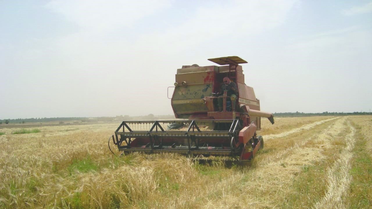 الأمطار تنعش الموسم الشتوي.. والزراعة: رية الإنبات للحنطة أُنجزت بنجاح