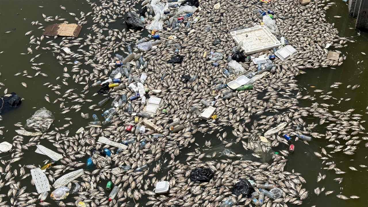 فيضانات أربيل تتسبب بنفوق نحو 400 ألف سمكة