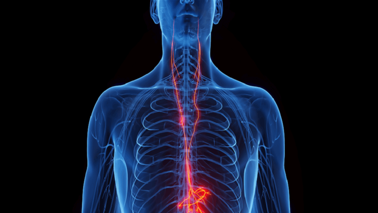 اكتشاف يساعد القلب على مقاومة الشيخوخة.. العصب المبهم