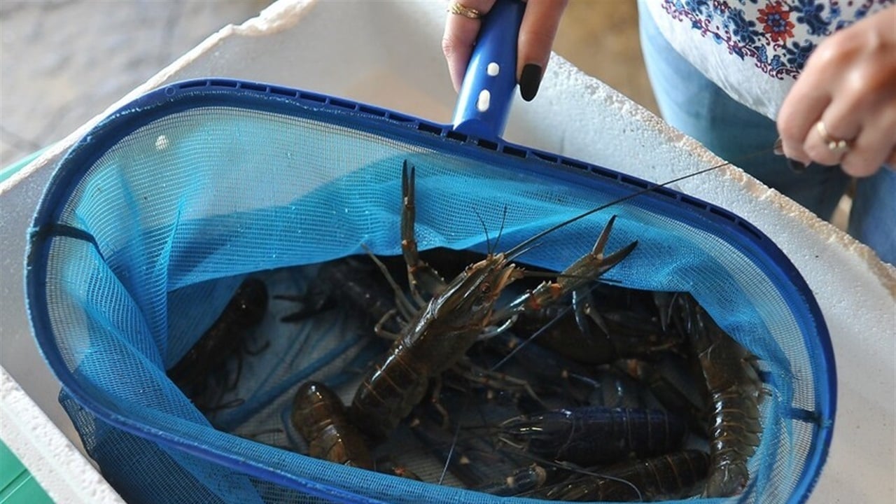 سرقة كائنات بحرية بقيمة 400 ألف دولار في الولايات المتحدة