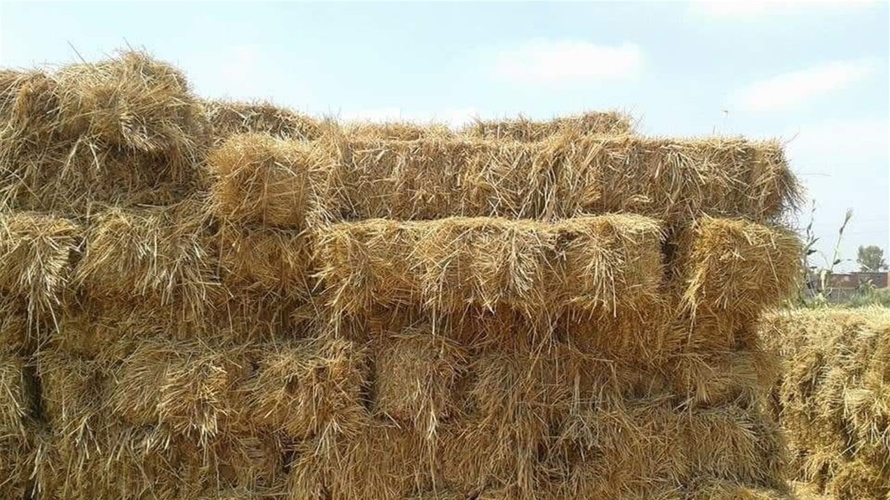 حقيقة استيراد العراق "تبن" بقيمة 1.3 مليار دولار