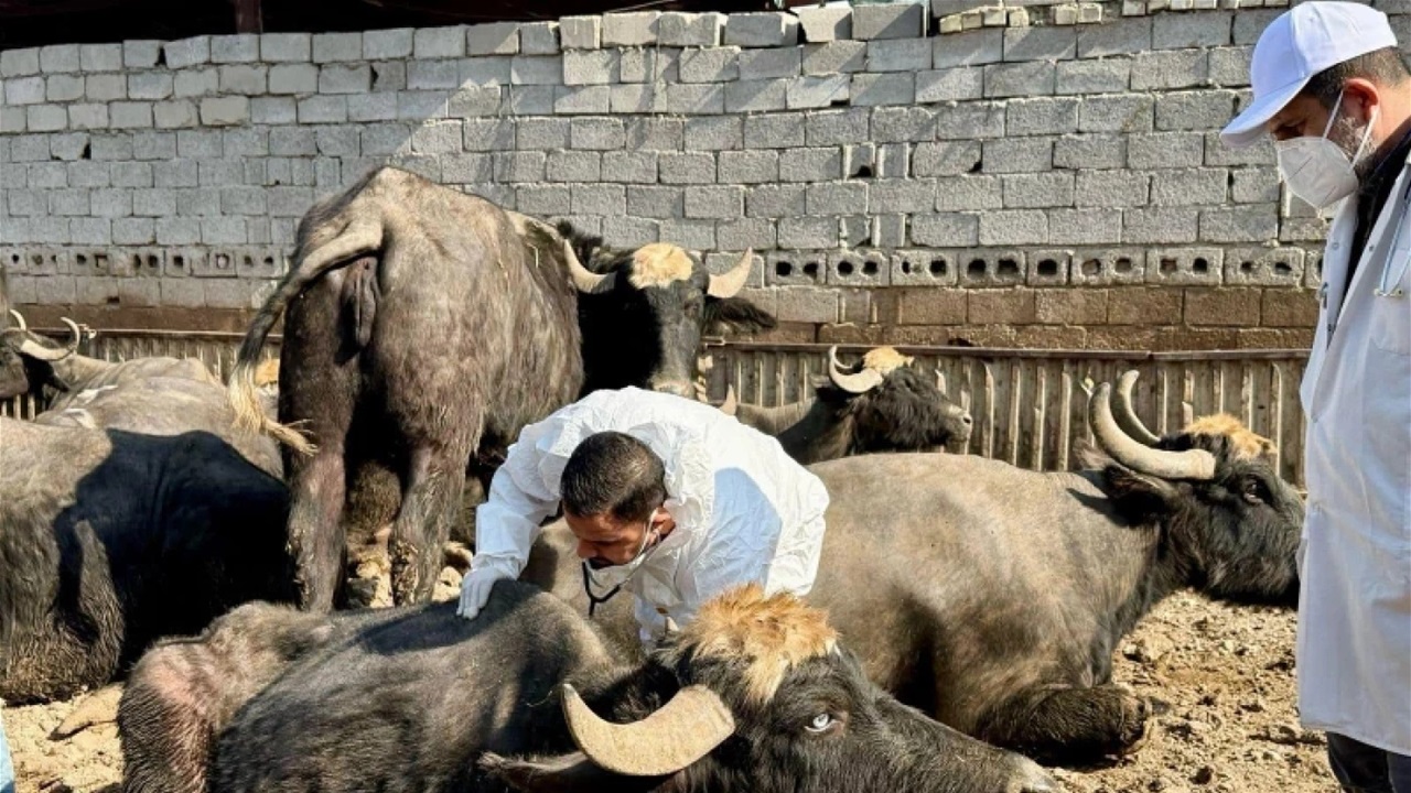 نطحة ثور تقتل مربيه جنوبي بغداد