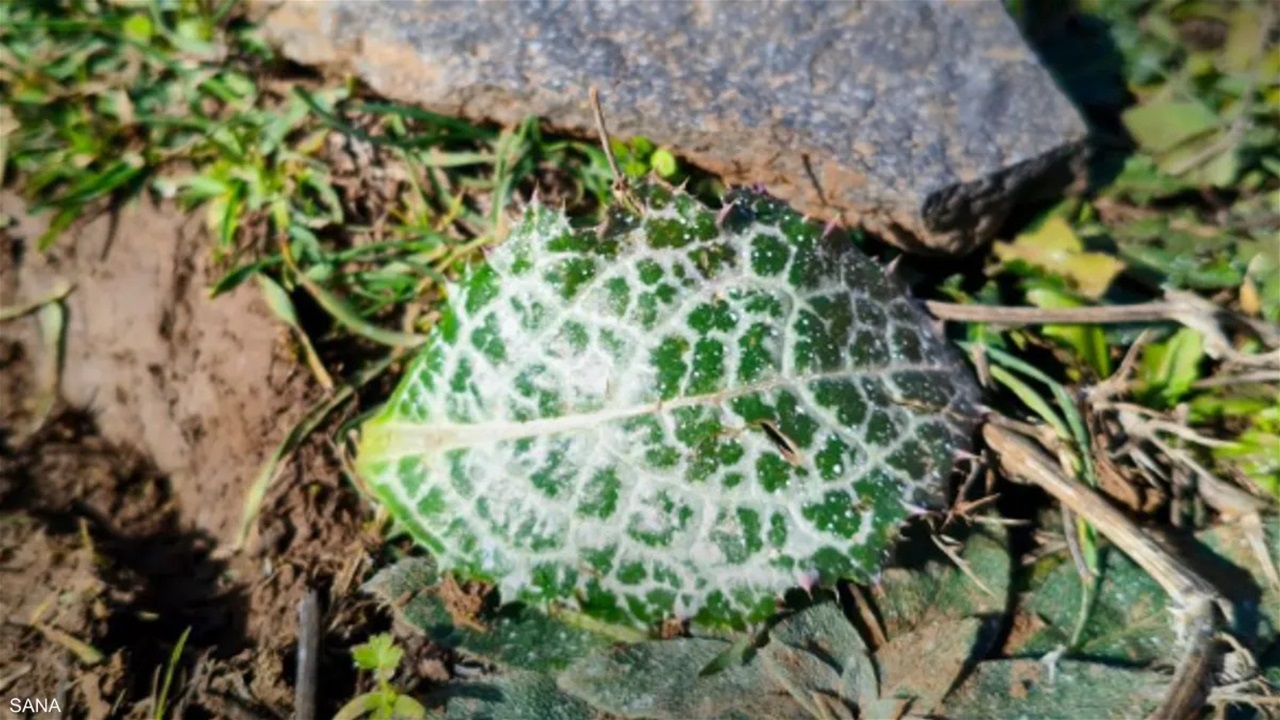 ألقتها طائرات "إسرائيلية".. مواد مجهولة توقف الزراعة جنوبي سوريا