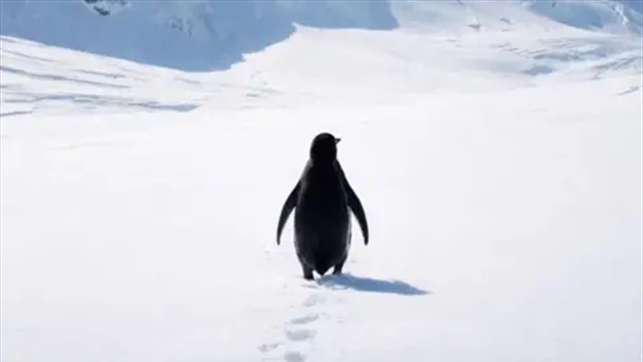 البطريق المتوحد: القصة الكاملة والمصير المجهول... ما أكّده الخبراء بعكس ما اشتهاه المتابعون!