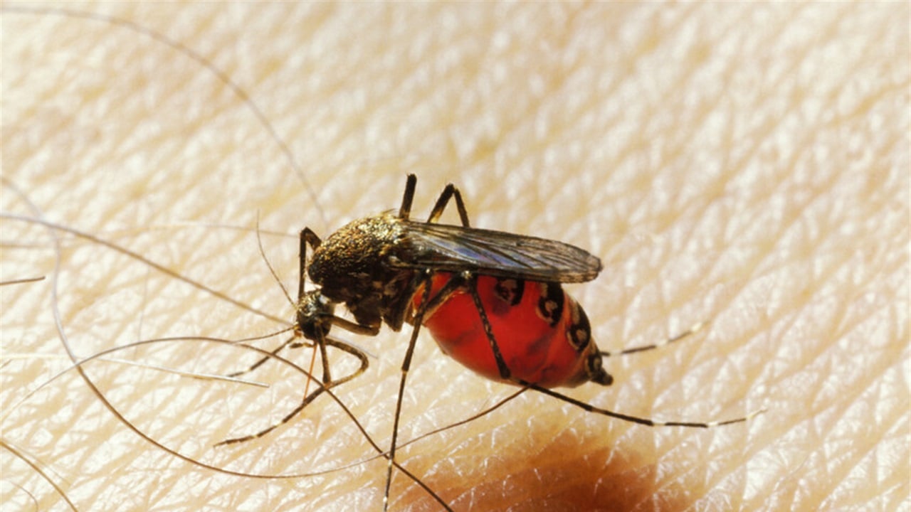 ظاهرة تهدد بانتشار أمراض مميتة.. تحذيرات من تزايد تعطش البعوض لدم الإنسان