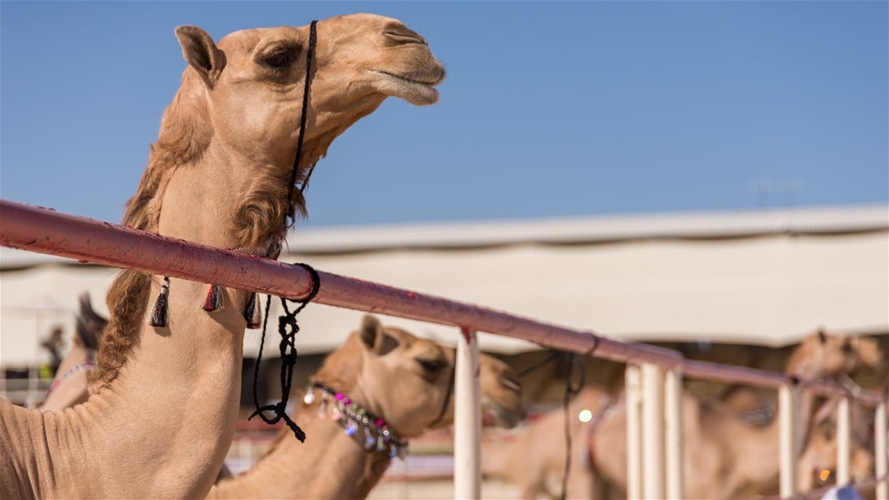 مسابقة جمال الإبل.. استبعاد 20 جملاً بسبب البوتوكس والمكياج في عُمان