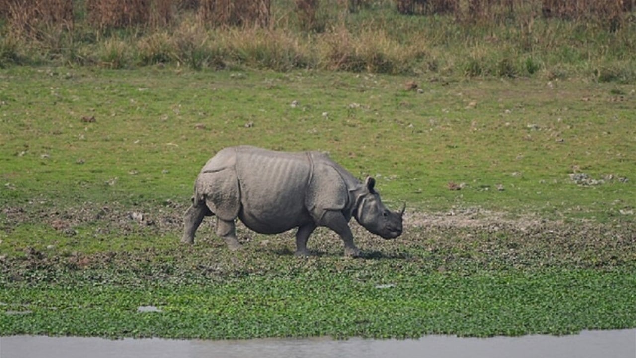 ناكر المعروف بأبهى صورة.. وحيد قرن ينهي حياة رجل كرس عمره لحمايته