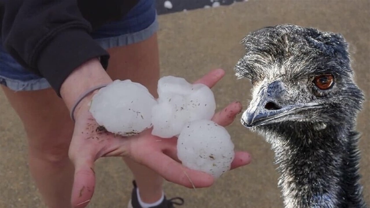 كارثة من السماء.. برد بحجم كرة البيسبول يدمر سيارات ويقتل "إيمو"