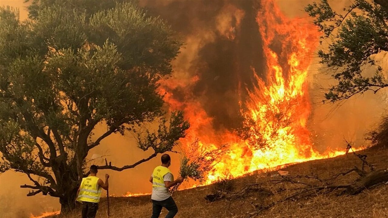 Algeria wildfires kill 12 people across multiple cities, official says