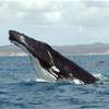 العلماء يتمكنون من اجراء أول محادثة مع الحيتان الحدباء 