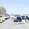 صلاح الدين.. توجيه بمنع تربية الحيوانات داخل قضاء الشرقاط (وثيقة)