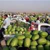 بينها اللحوم.. العراق يمنع استيراد 33 مادة غذائية